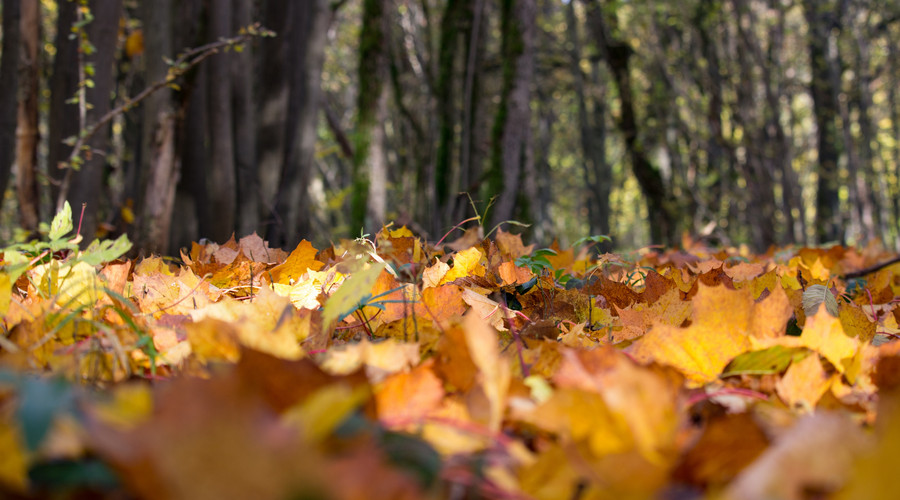 诗词曲中的南京之美：金陵风景好，水木湛清华