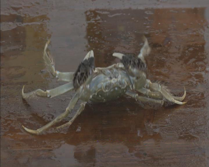 大闸蟹要用什么东西绑比较好,大闸蟹的正确绑法