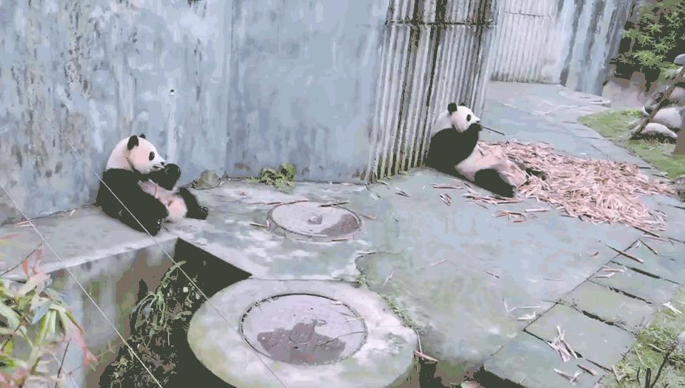 一个人在成都生活，是种什么体验？