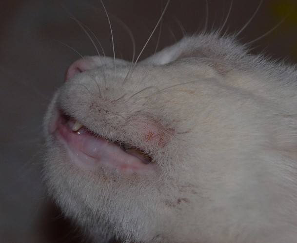 猫癣在治疗的过程中传染吗,猫癣能传染成年健康猫吗