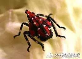 猕猴桃常见虫害图,猕猴桃各种虫害图谱