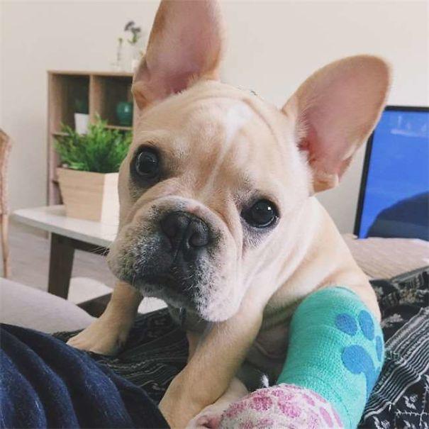 打着石膏的狗,打着石膏的猫