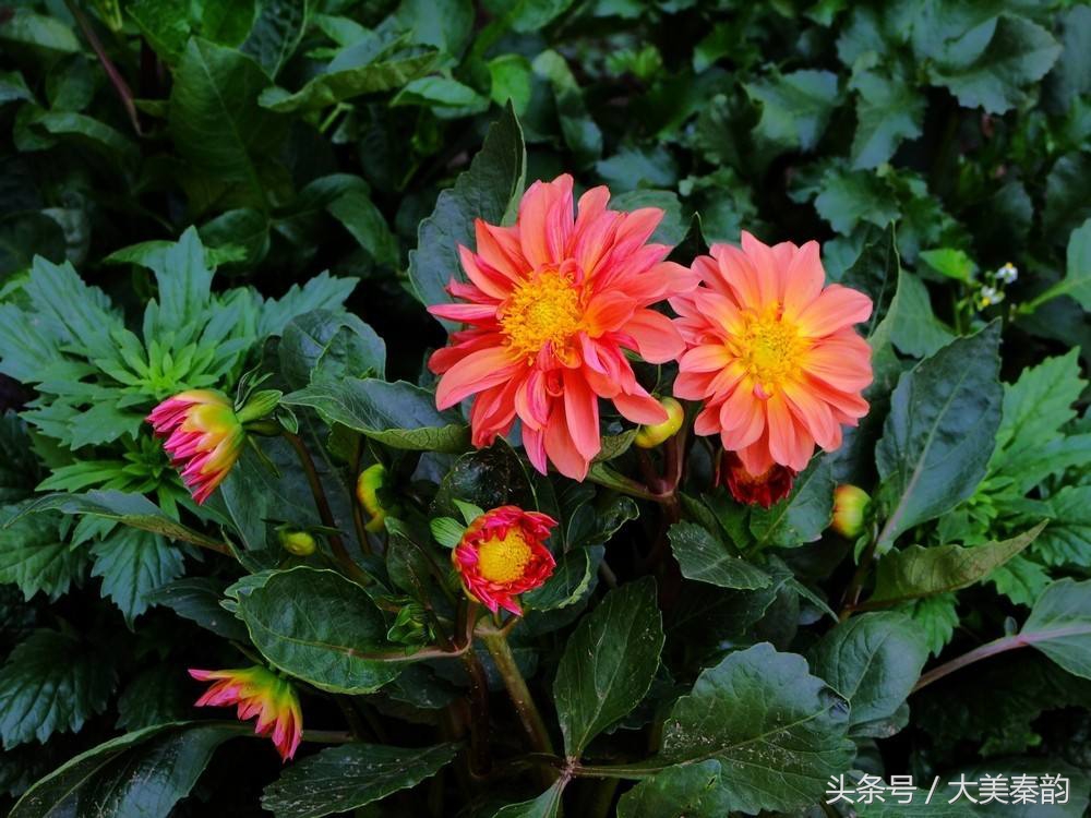 全国各地市花大全,各地市花是什么花