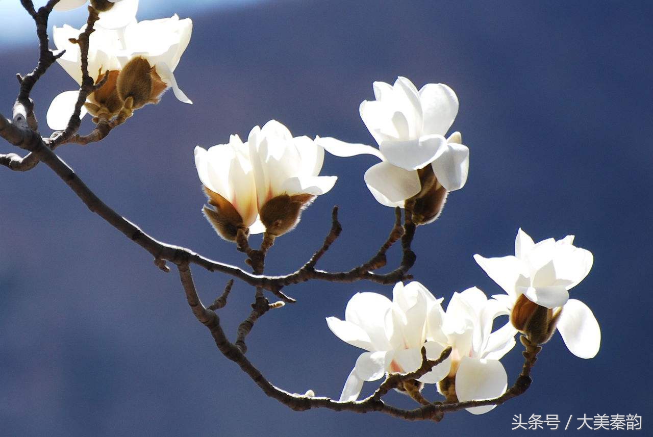 全国各地市花大全,各地市花是什么花