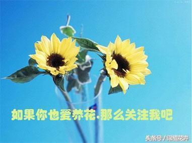 绿萝肥料多了导致叶子发黄怎么办,绿萝叶子发黄的原因以及解决方法