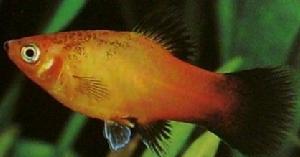 观赏鱼月光鱼图片,热带彩虹小型鱼观赏鱼