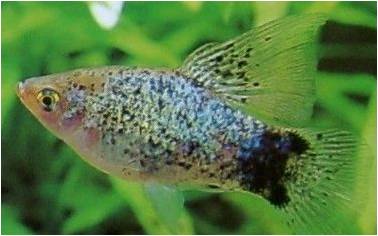 观赏鱼月光美人,热带发财鱼观赏鱼