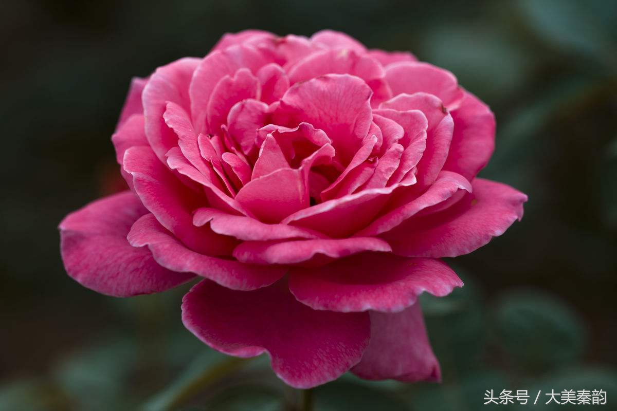 全国各地市花大全,各地市花是什么花