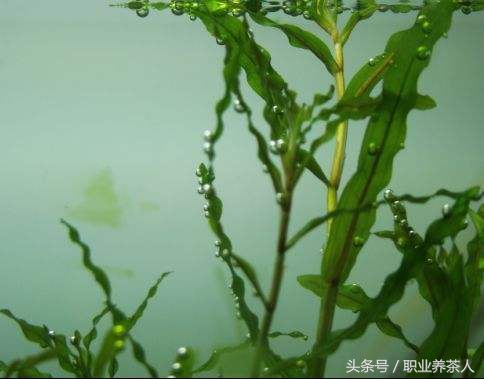 植物界划分为哪些门,植物界门