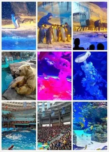 成都附近动物城,成都周边动物乐园