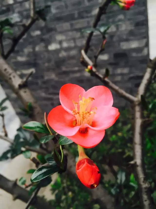 福利春季晒花大赛开始投票啦，价值万元好礼等你来拿！（后附石象湖门票中奖名单）