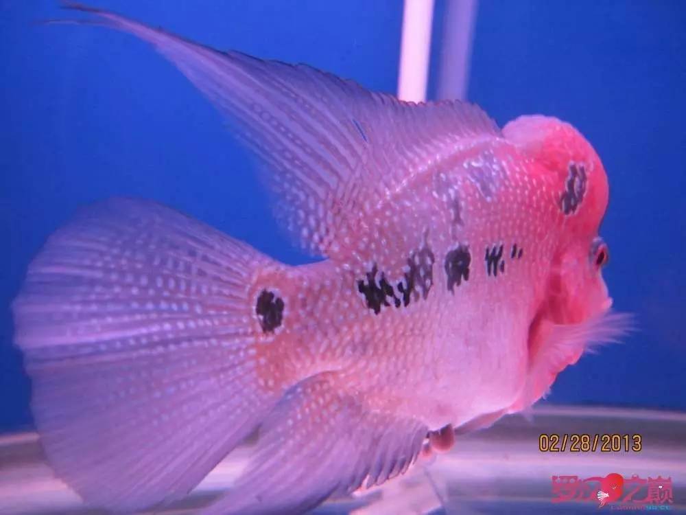 慢性肠炎的症状表现及治疗方法,慢性肠炎用中医还是西医治疗好