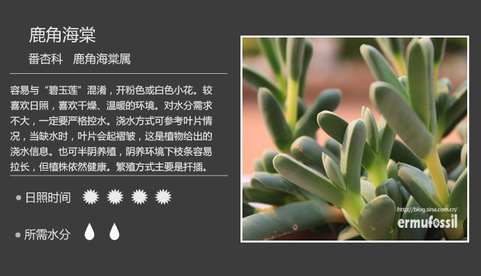史上最全的多肉植物名字对照图，终于找齐了！