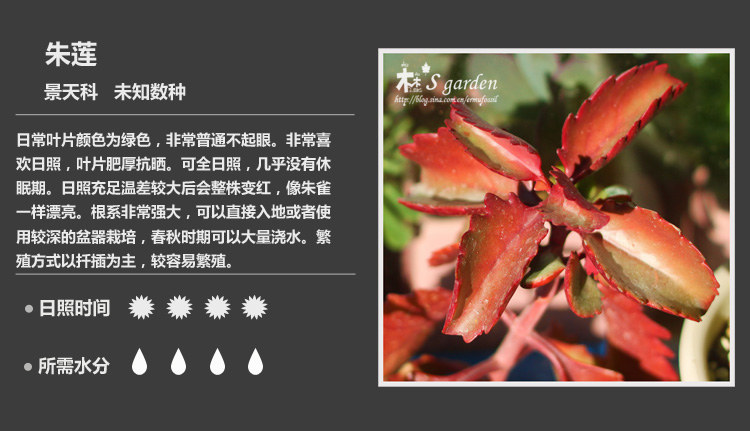 史上最全的多肉植物名字对照图，终于找齐了！