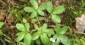 春季野菜采摘图解高清图片,春季野菜多种做法