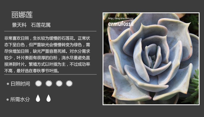 史上最全的多肉植物名字对照图，终于找齐了！