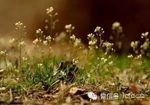 春季野菜采摘图解高清图片,春季野菜多种做法