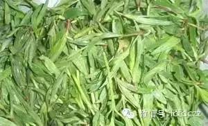 春季野菜采摘图解高清图片,春季野菜多种做法