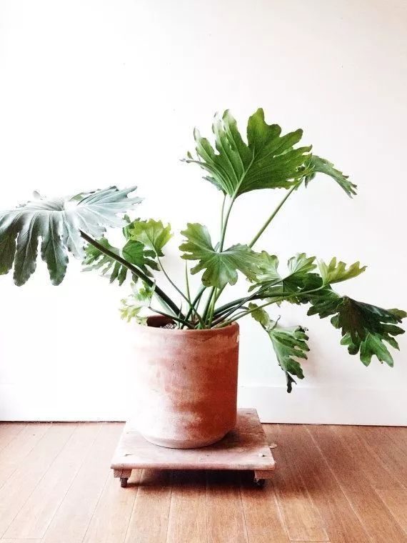 Mufeeling植物养护小百科｜春羽篇