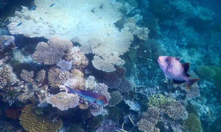 马尔代夫鲁滨逊岛美景,海岛旅游胜地马尔代夫岛