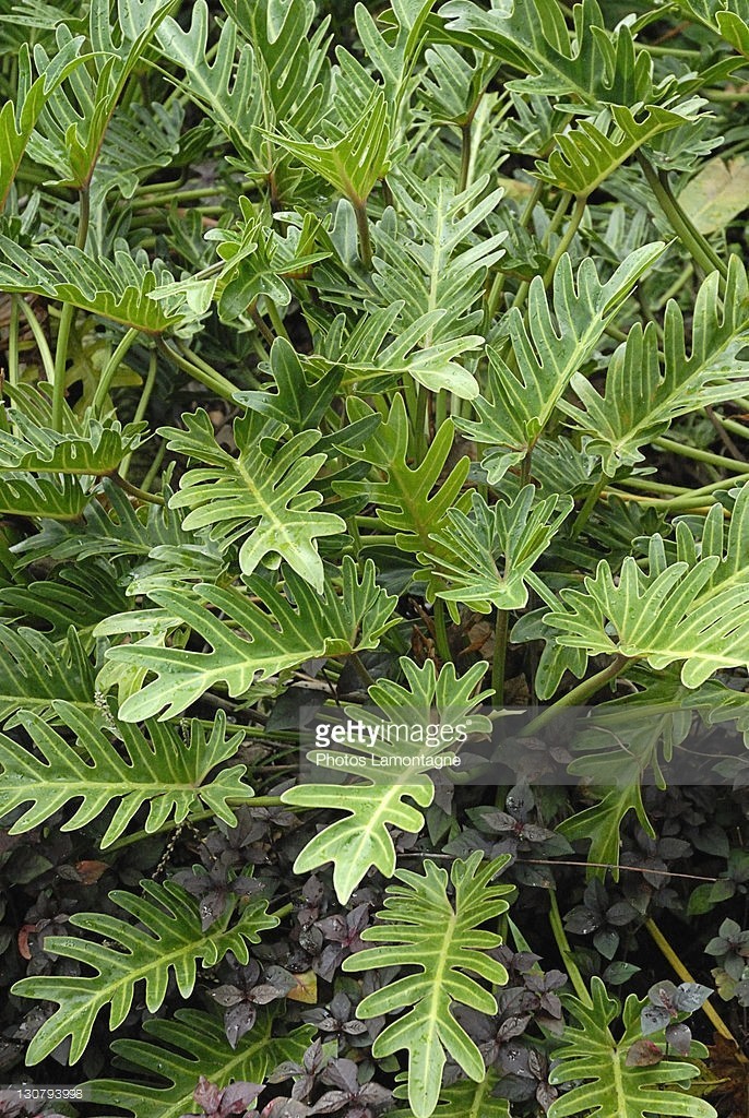 Mufeeling植物养护小百科｜春羽篇