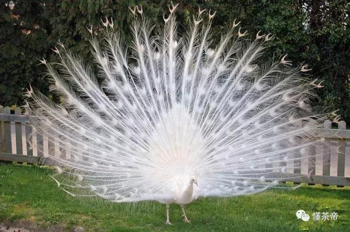 黄金芽茶叶界的又一大奇葩,最顶级的黄金芽茶叶