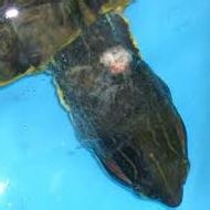 小病怎么治疗才有效,小病治疗常识大全