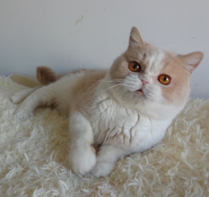 英短乳白猫重点色,英短灰白猫丁香色