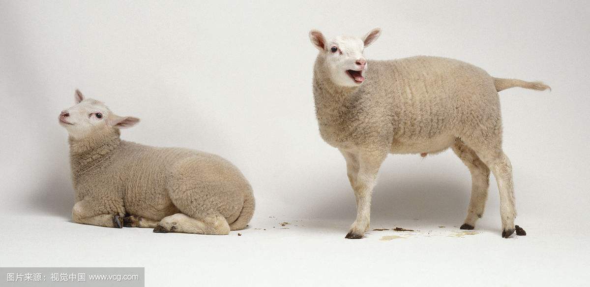 羊巴氏杆菌用什么药,猪巴氏杆菌病症状和治疗论文