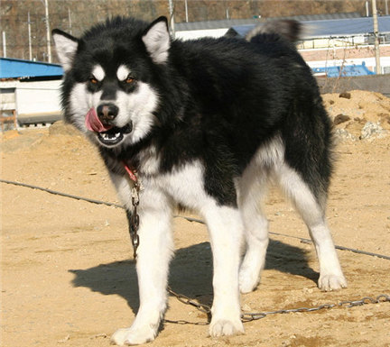 阿拉斯加缺钙严重,阿拉斯加雪橇犬缺钙怎么办