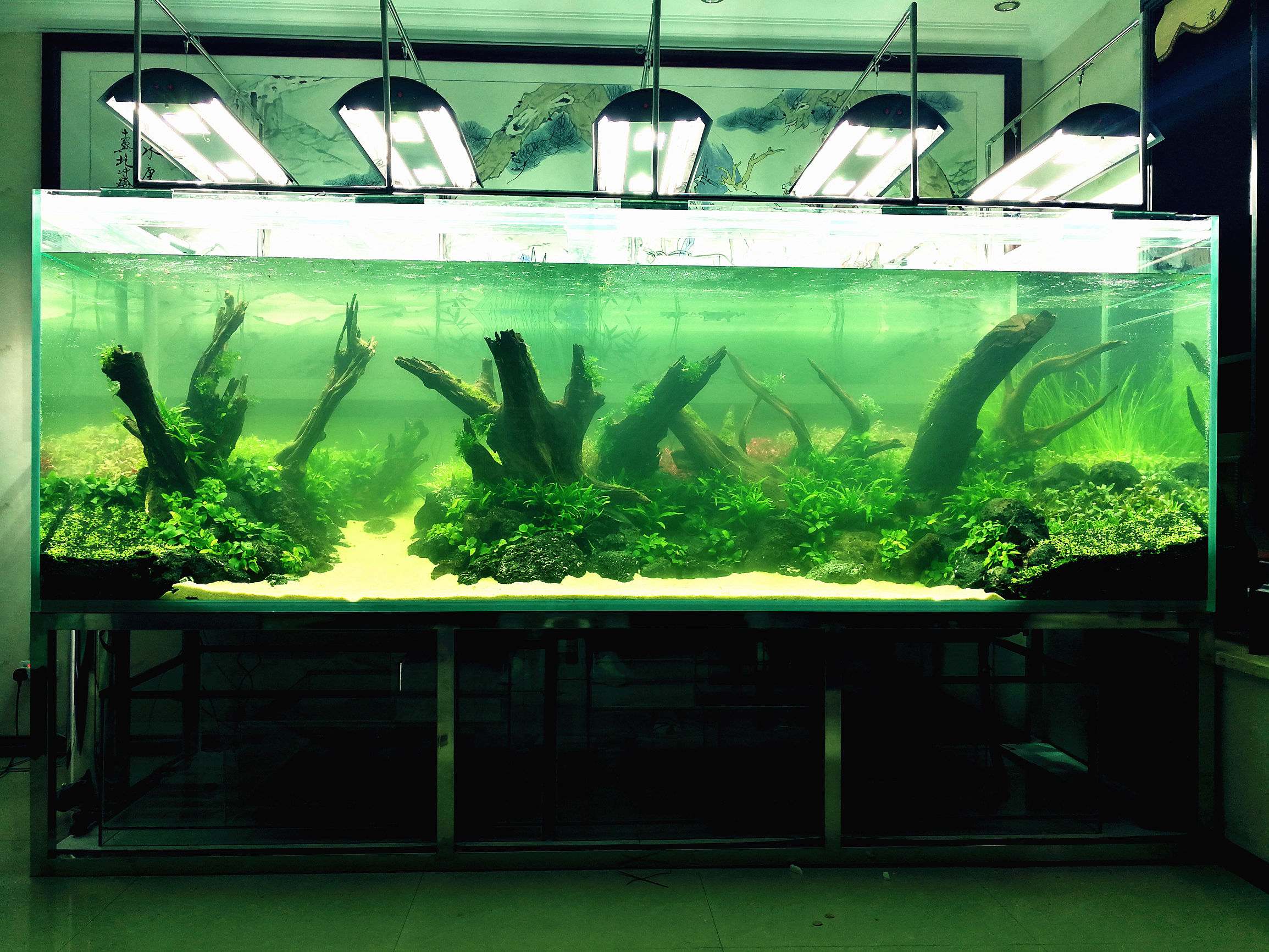 水草缸可以养龙鱼吗,震撼草缸