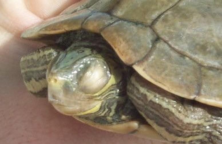 小病怎么治疗才有效,小病治疗常识大全