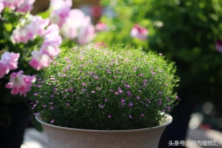 10月适合养的草花 (适合北方的春季草花)