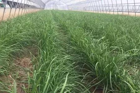 大农业今天行情,大农圈新闻