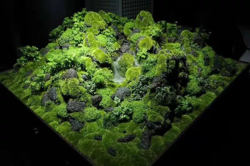 大墙鱼缸,40公分的缸养40的龙鱼