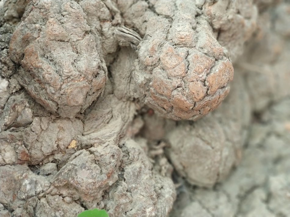 贵阳市乌当区千年银杏古树,贵阳蓬莱仙境景区银杏树