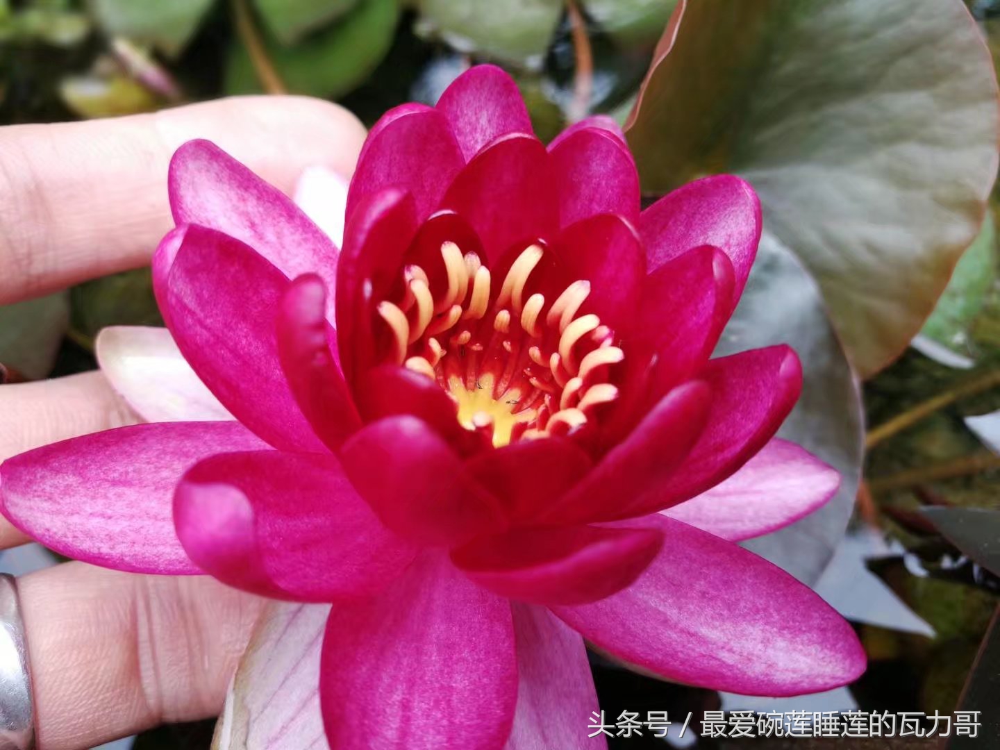 漂亮又省心的睡莲,花中的睡美人睡莲