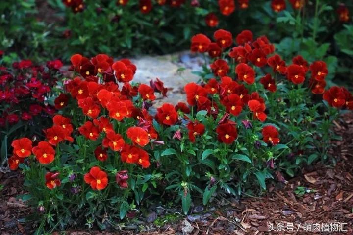 10月适合养的草花 (适合北方的春季草花)