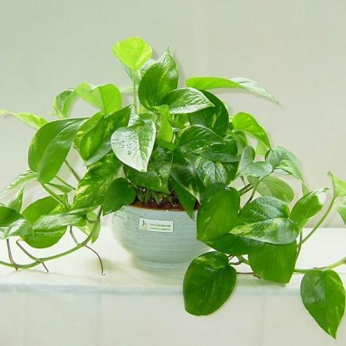 绿萝养殖需要磷酸二氢钾吗,室内养殖绿萝的好处和坏处