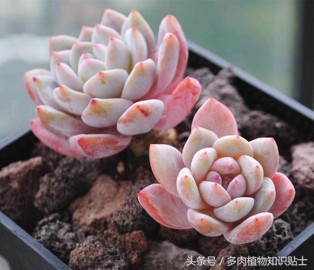 市场常见的多肉,多肉植物从哪儿买比较靠谱