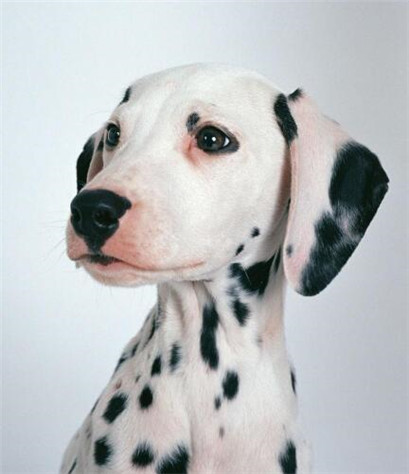 斑点犬容易得什么病,斑点狗疾病怎么预防传染