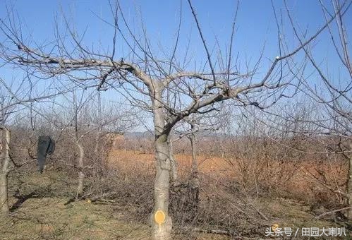 修剪苹果树方法,修剪苹果树的方法大汇总