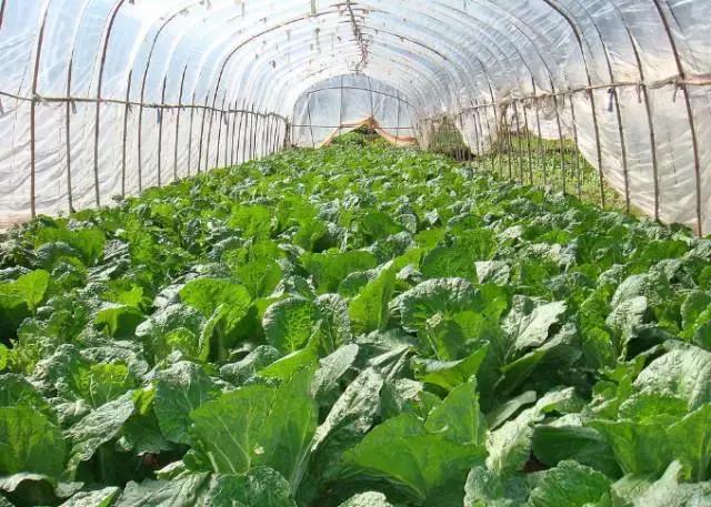 高邑处理结果的通报,高邑今年三奖一补还有吗