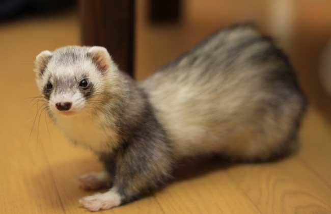 水貂繁殖视频,水貂的繁衍方法