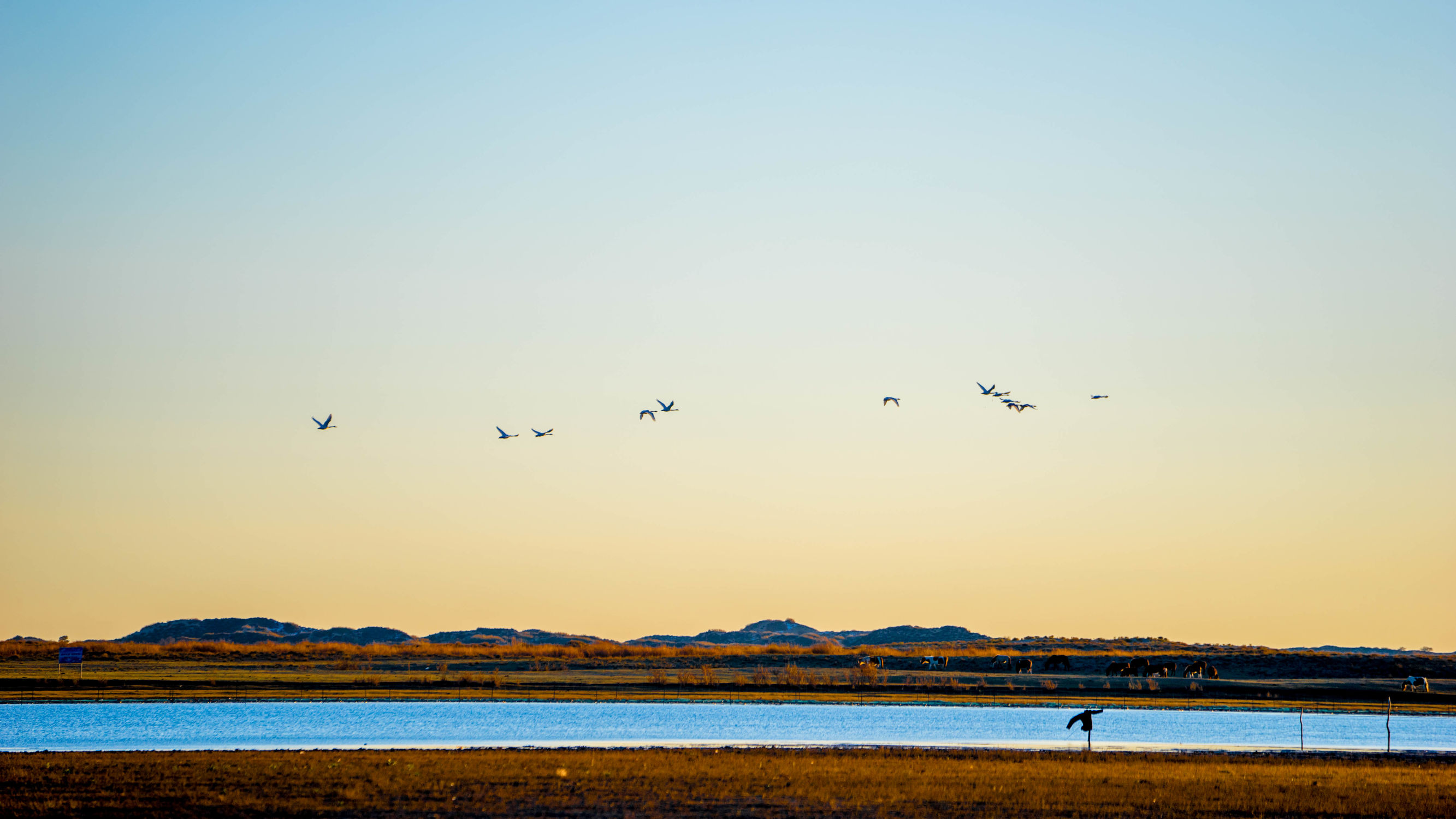 正蓝旗锡林郭勒大草原,正镶白旗天鹅湖