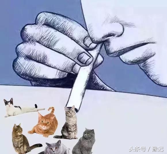 聚众吸猫的猫咪,聚众吸猫什么意思