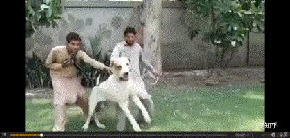 巴基斯坦库达犬长什么样,巴基库达犬