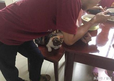 聚众吸猫的猫咪,聚众吸猫什么意思