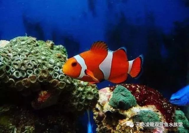 不换水的海水缸，放入新鱼就死，什么情况？