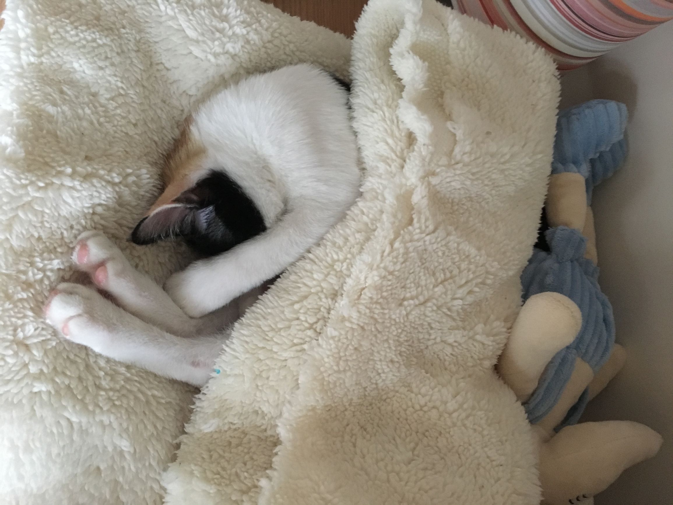 刚捡了小猫怎么办,刚捡回来小猫咪应该怎么处理